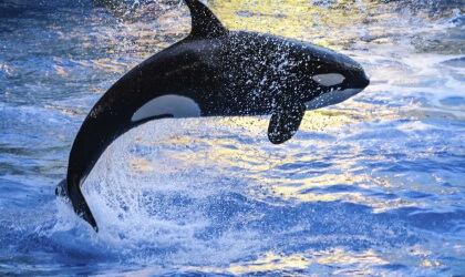 An orca jumping out of the water.