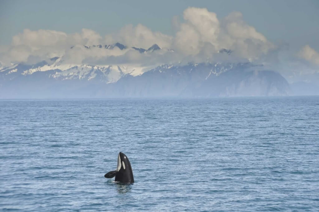 Seaside sanctuary featuring an orca whale gracefully swimming in the ocean with majestic mountains as its backdrop.