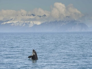 Seaside sanctuary featuring an orca whale gracefully swimming in the ocean with majestic mountains as its backdrop.
