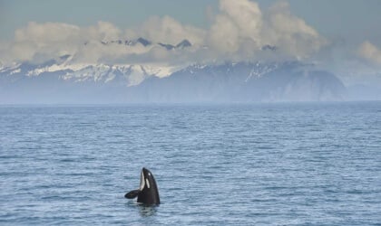 Seaside sanctuary featuring an orca whale gracefully swimming in the ocean with majestic mountains as its backdrop.