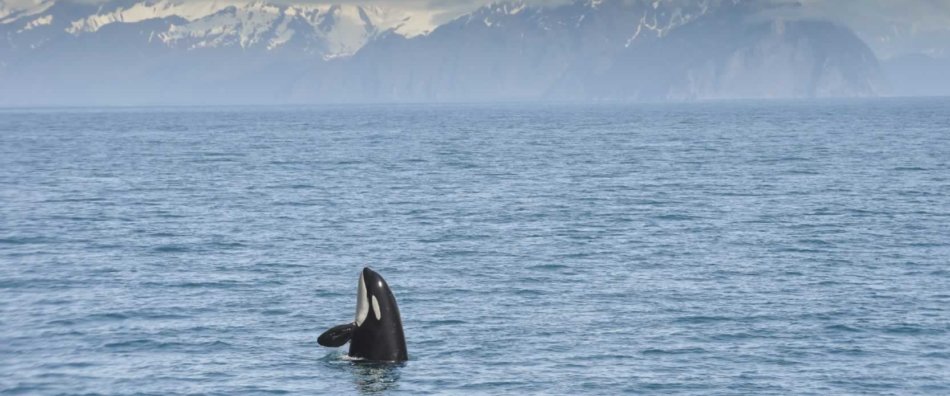 An orca in front of mountains