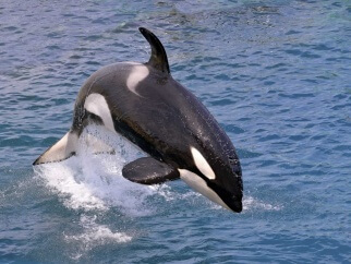An orca jumping out of the water.