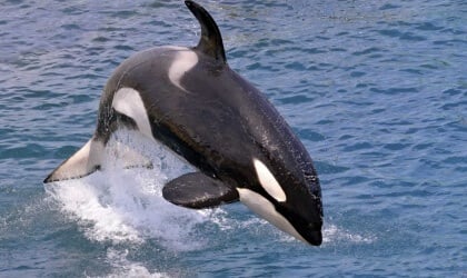 An orca jumping out of the water.