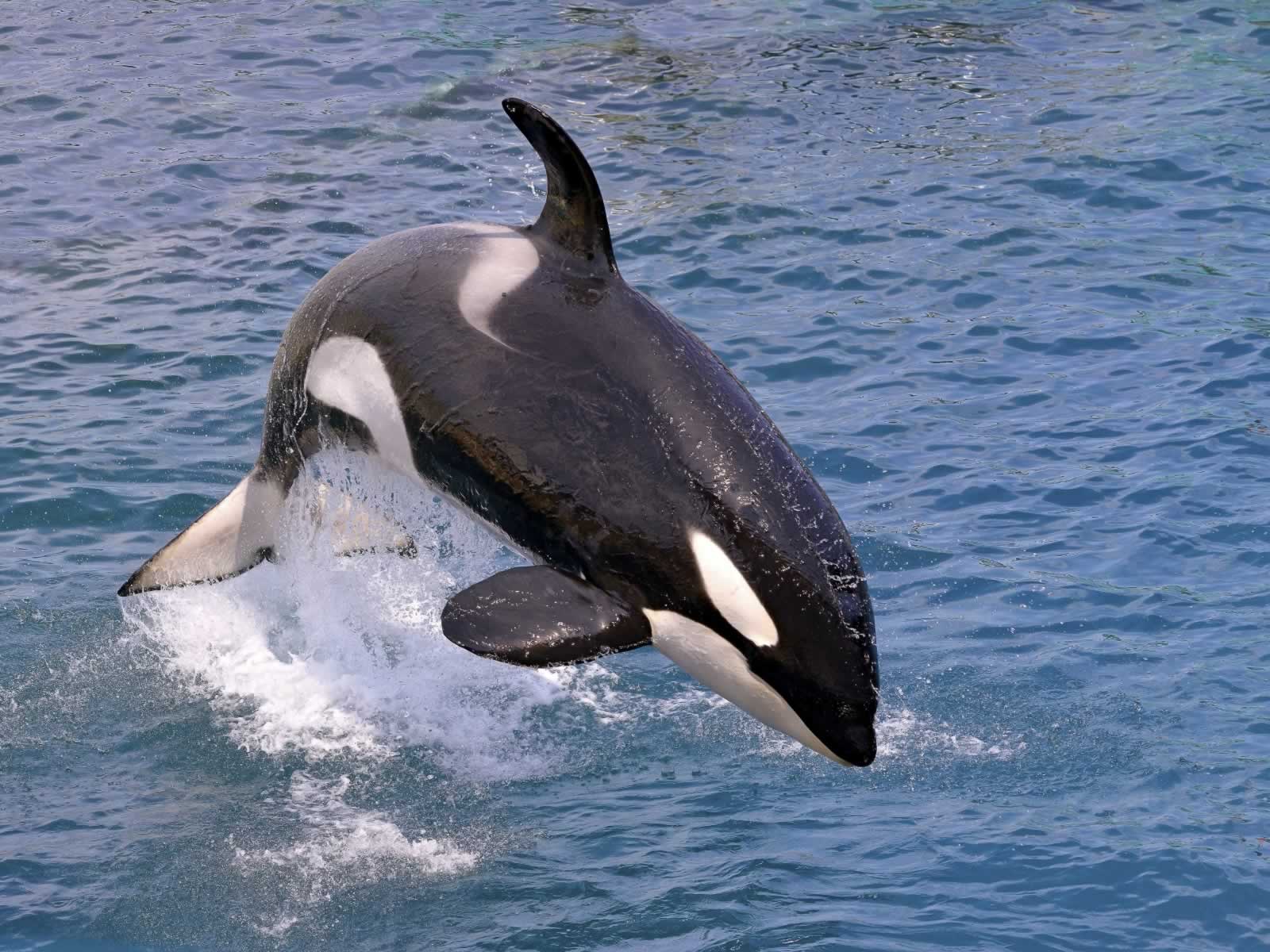 Orca leaping