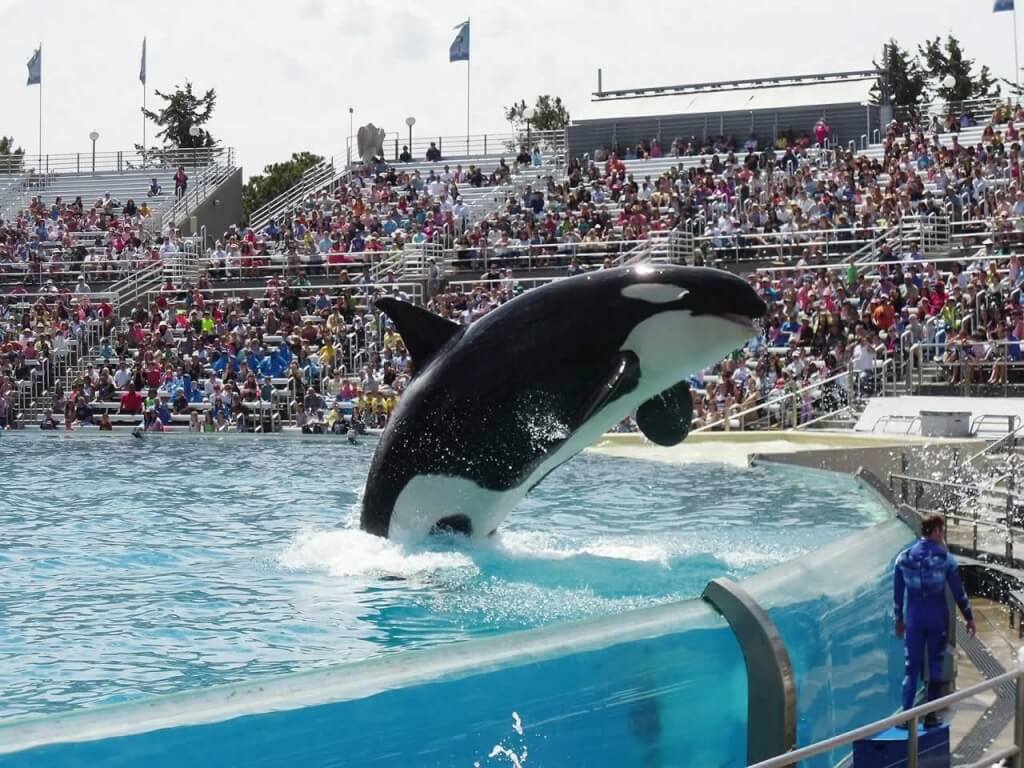 A killer whale jumps out of the water in front of a crowd.