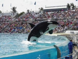 A killer whale jumps out of the water in front of a crowd.