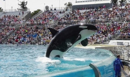 A killer whale jumps out of the water in front of a crowd.