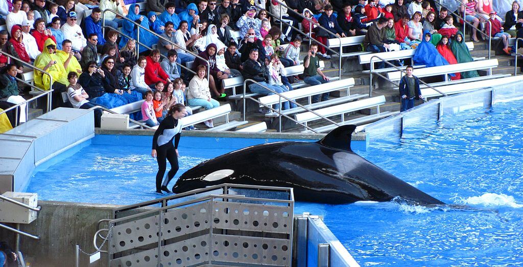 Dawn Brancheau assists an orca whale during a performance in front of a crowd of people.