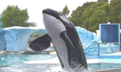 Kshamenk jumps out of his small enclosure at Mundo Marino