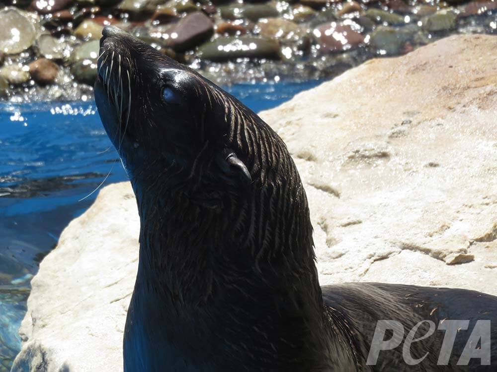 Sea-lion-eye-injury-Mundo-Marino-cataracts