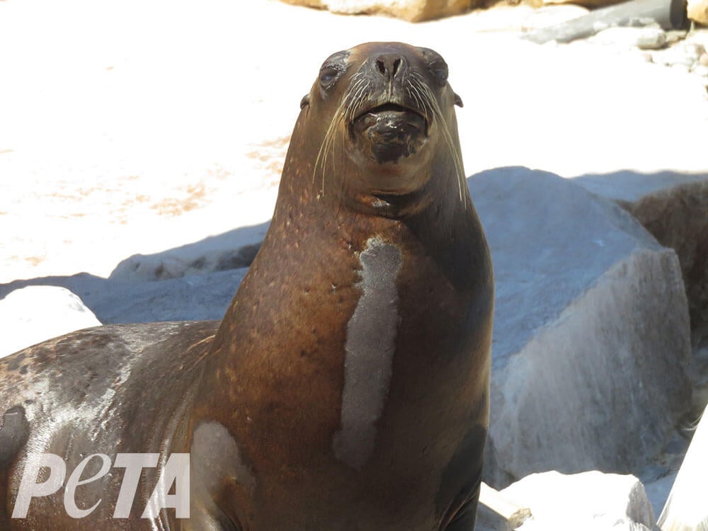 alopecia-mundo-marino-pinniped