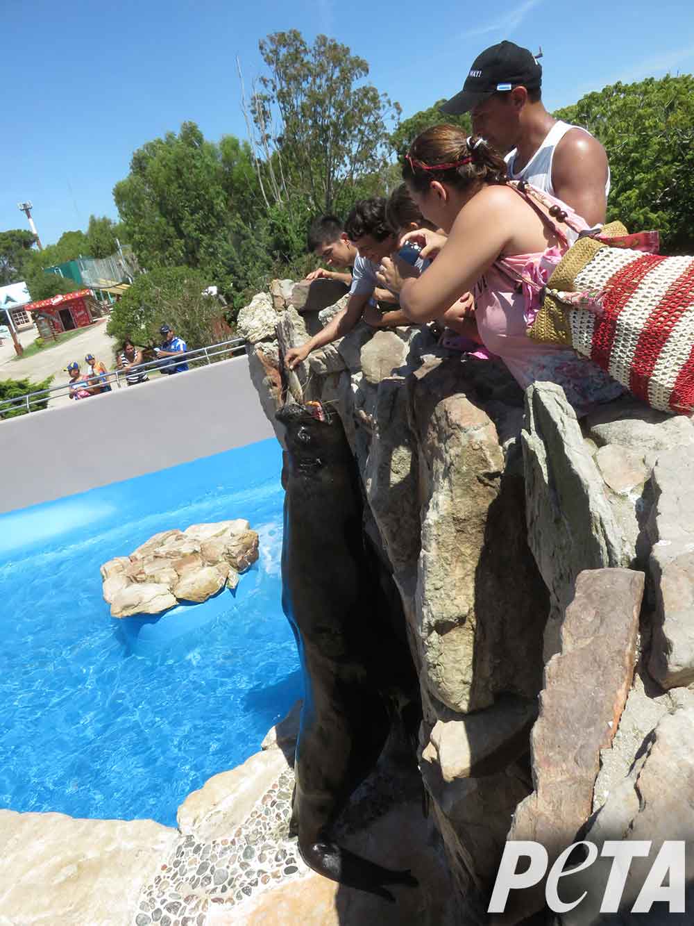 mundo-marino-guests-feeding-sea-lions-close-contact