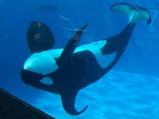 An upside down orca in a tiny aquarium