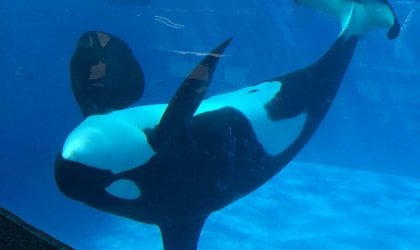 An upside down orca in a tiny aquarium