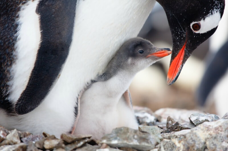 An antarctic emperor penguin with a chick.