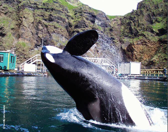 A black and white orca jumping out of the water.