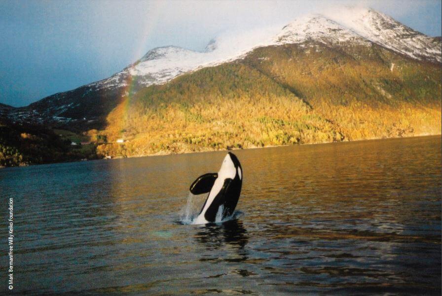 An orca jumping out of the water with a rainbow in the background.