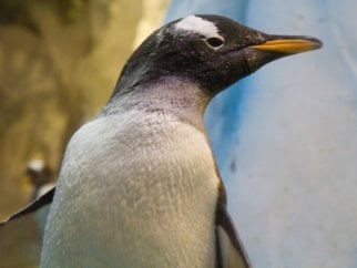 A penguin in a SeaWorld exhibit