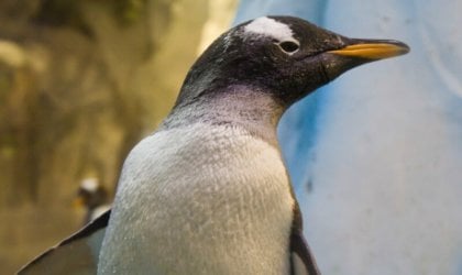 A penguin is standing in a zoo exhibit.