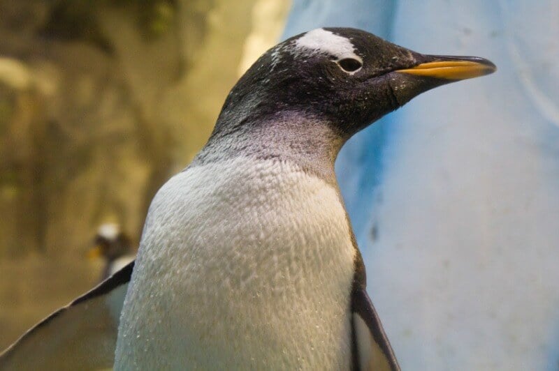 A penguin is standing in a zoo exhibit.