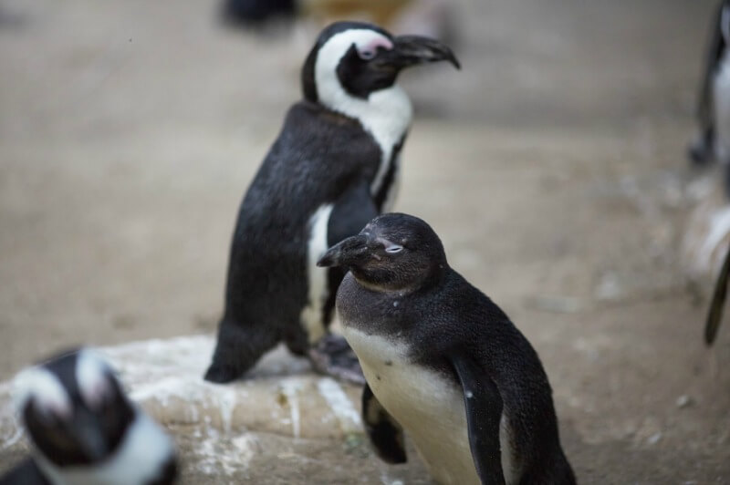 Penguins at the san francisco zoo.