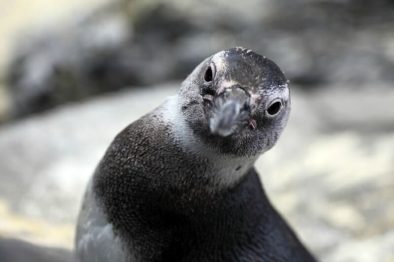 A close up of a penguin looking at the camera.