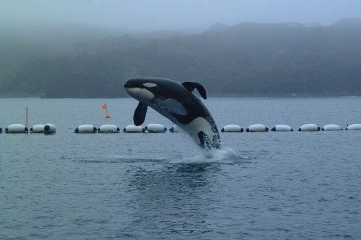 A killer whale jumping out of the water.