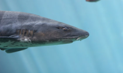 A shark swimming in an aquarium.