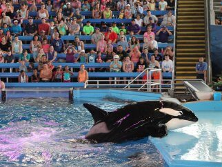 Takara, a killer whale, forced to perform in front of a crowd of people at SeaWorld.
