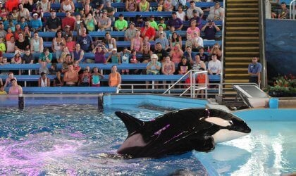 Takara, a killer whale, forced to perform in front of a crowd of people at SeaWorld.