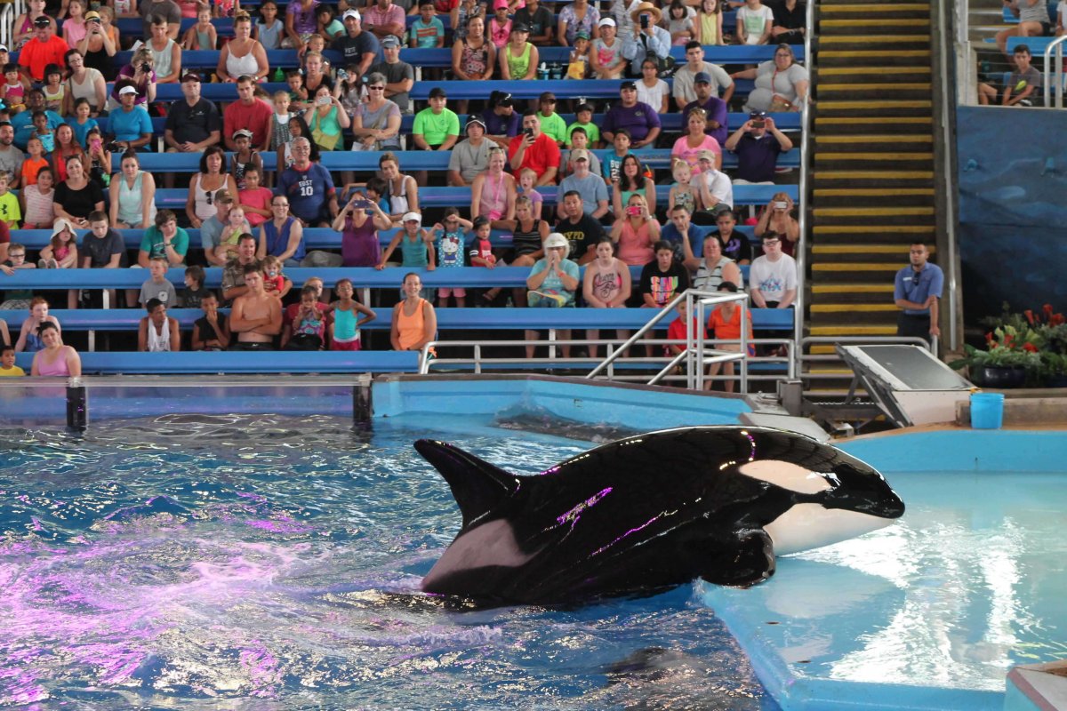 Takara, a killer whale, performs in front of a crowd of people at SeaWorld.