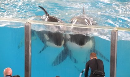 Takara and her calf, two orca whales at SeaWorld aquarium.