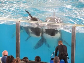Takara and her calf, two orca whales at SeaWorld aquarium.