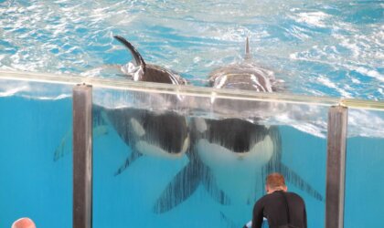 Takara and her calf, two orca whales at SeaWorld aquarium.