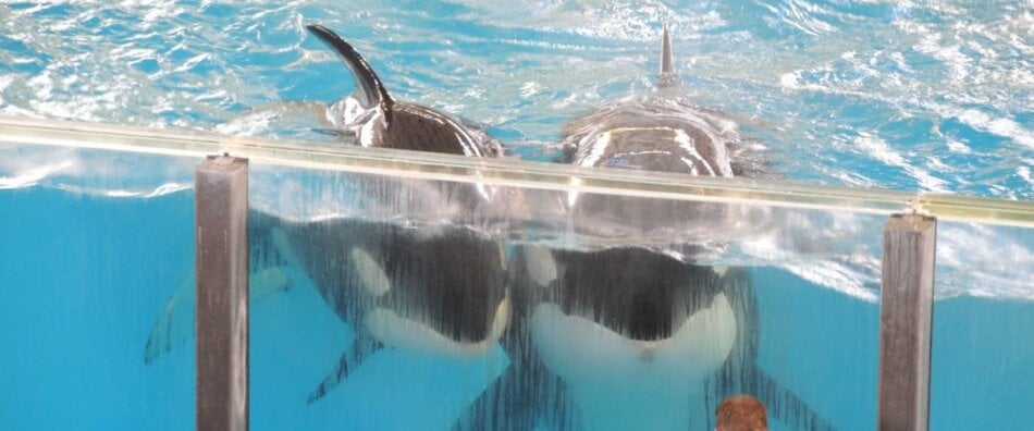Takara and her calf, two orca whales at SeaWorld aquarium.