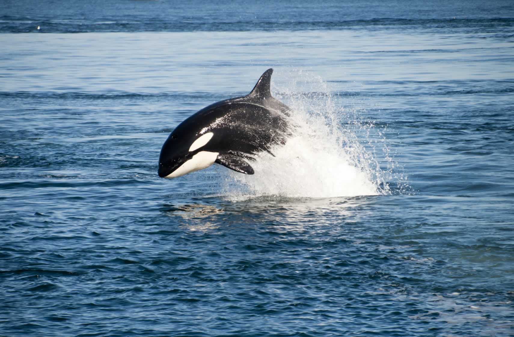 Corky, an orca skilled in acrobatics, gracefully jumps out of the water.