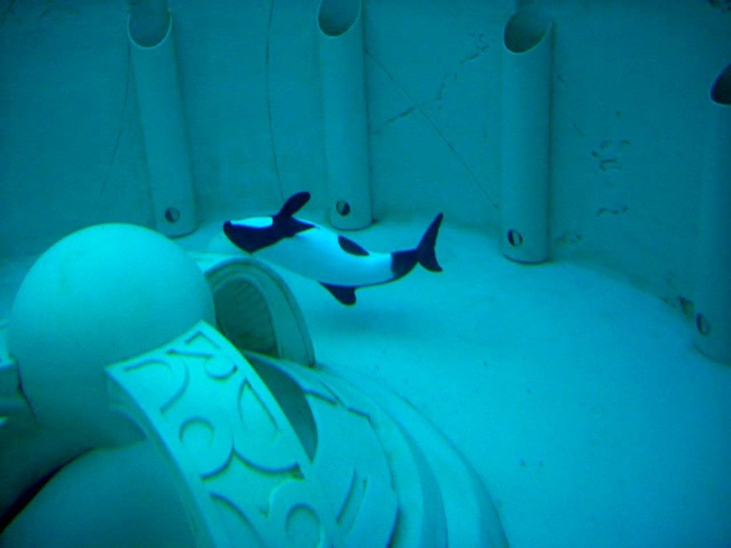 Betsy, a white and black orca, gracefully glides through her aquarium.