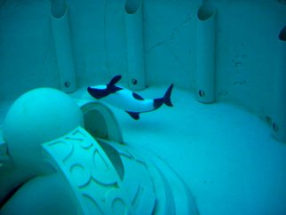 Betsy, a white and black orca, swims around her tiny aquarium.