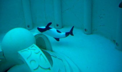 Betsy, a white and black orca, swims around her tiny aquarium.