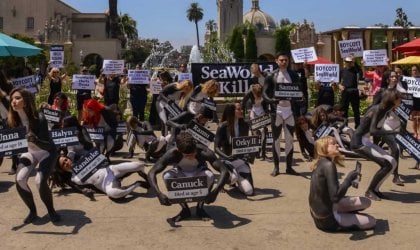 A group of people painted to look like orcas with signs saying seaworld kills.