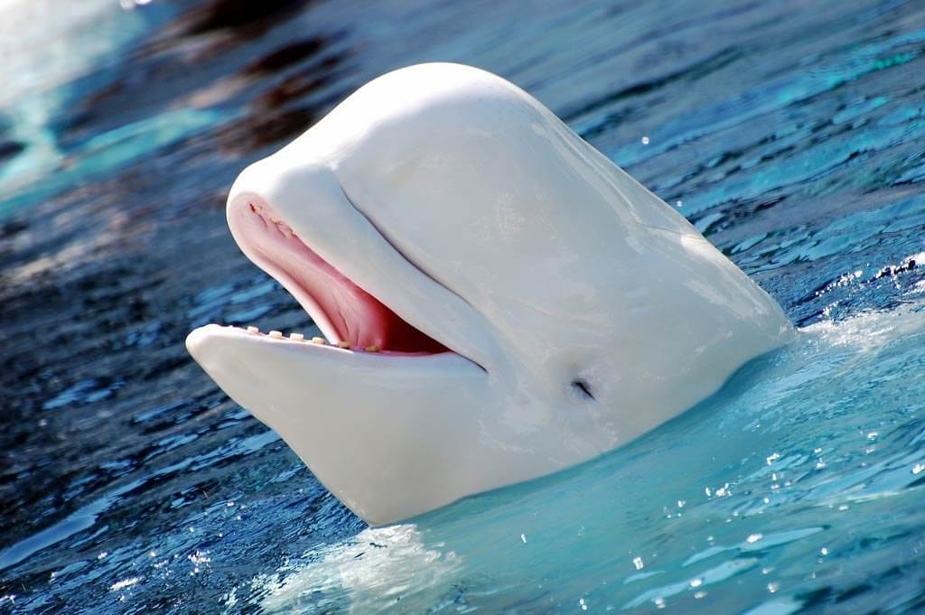 beluga-seaworld-martha