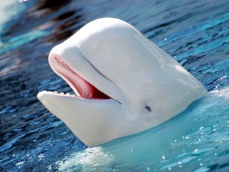 A beluga whale with its mouth open in the water.
