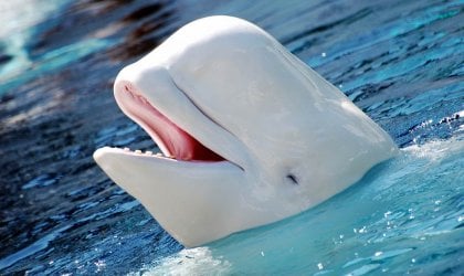 A beluga whale with its mouth open in the water.