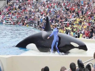 A man is riding Corky, an orca whale, at a zoo.