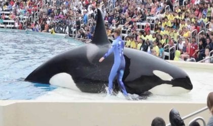 A man is riding Corky, an orca whale, at a zoo.
