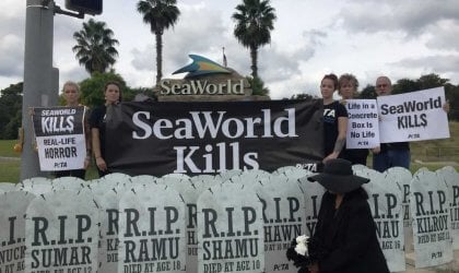 A group of people holding signs that say seaworld kills.