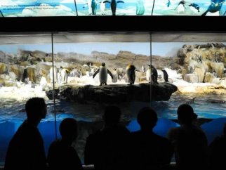 Visitors at SeaWorld observing penguins in an aquarium.