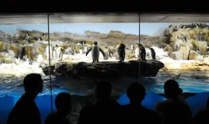 Visitors at SeaWorld observing penguins in an aquarium.