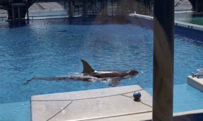 Orca Corky in a pool at SeaWorld