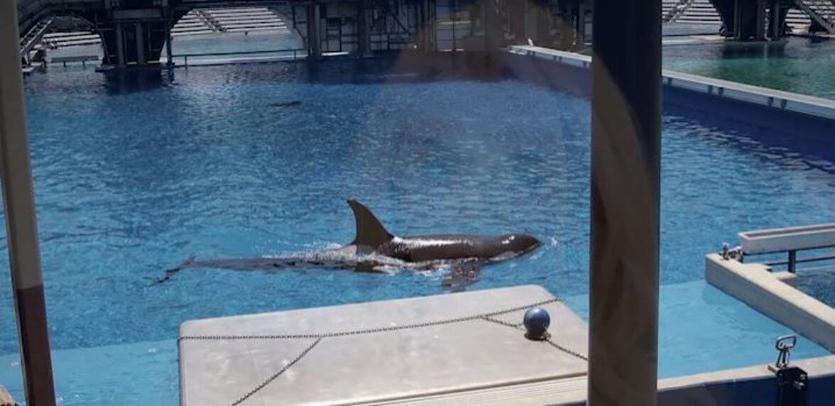 Corky, an orca swimmer, gracefully glides through an indoor pool.
